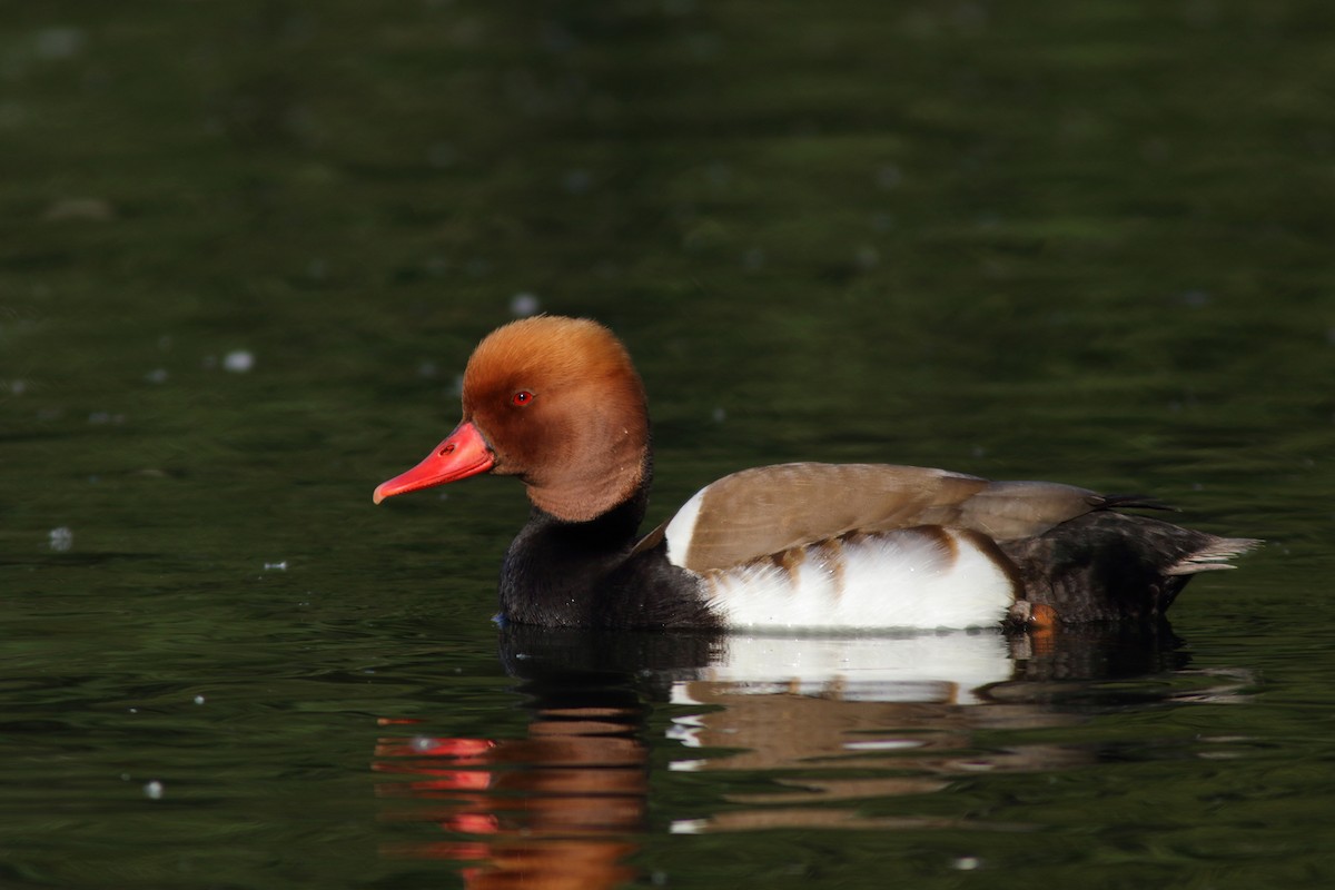 Red-crested Pochard - ML204444371