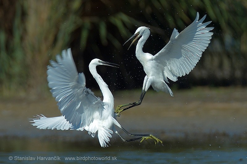 Little Egret (Western) - ML204445071