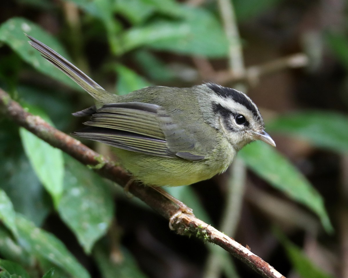 Costa Rican Warbler - ML204445231