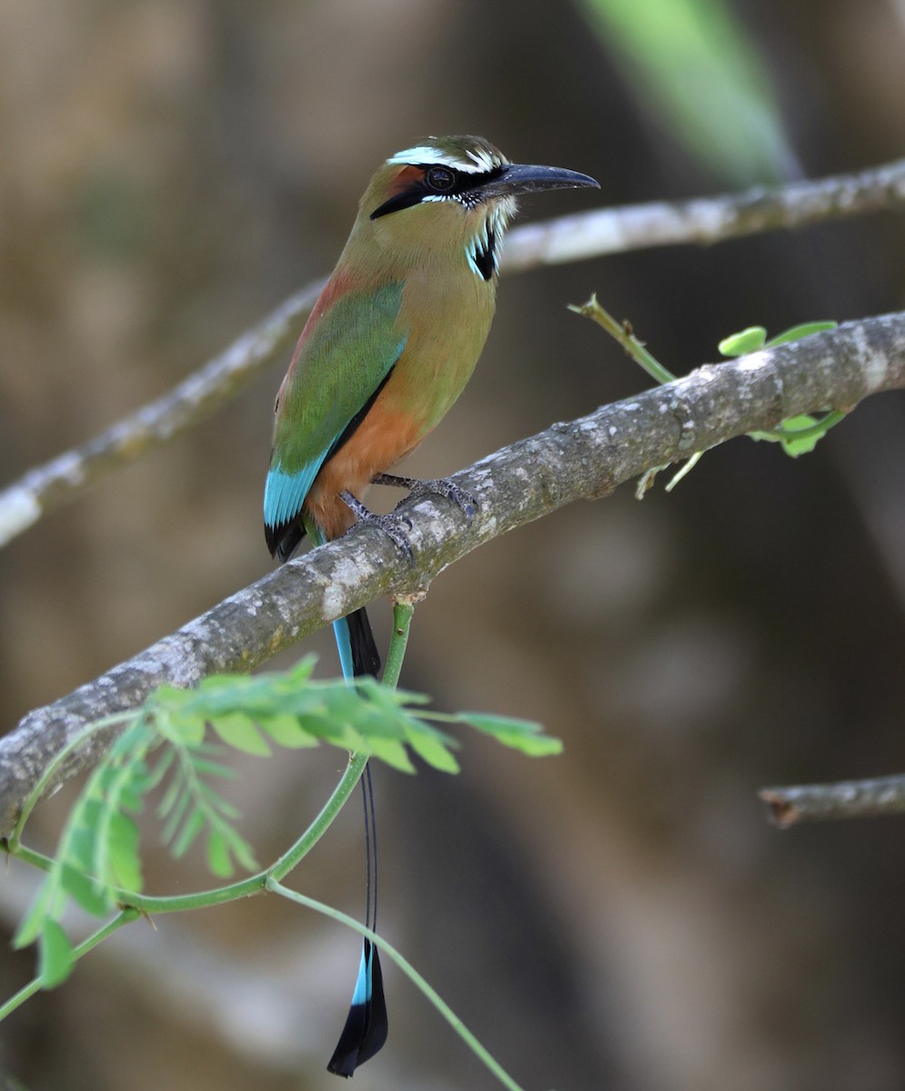 Turquoise-browed Motmot - ML204445261