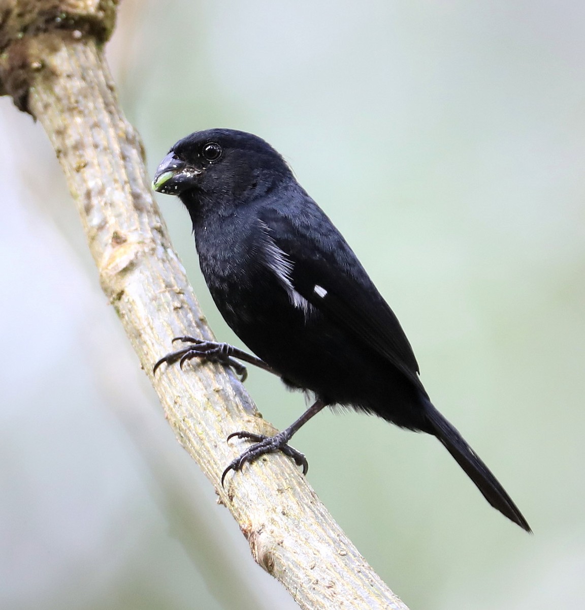 Variable Seedeater (Black) - ML204445271
