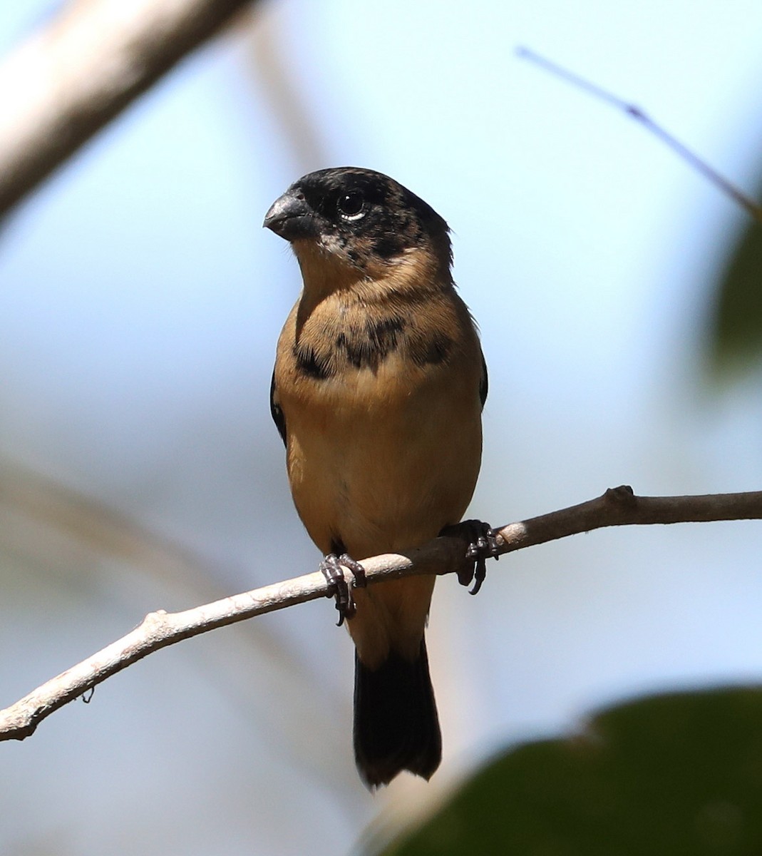 Morelet's Seedeater - Hal and Kirsten Snyder