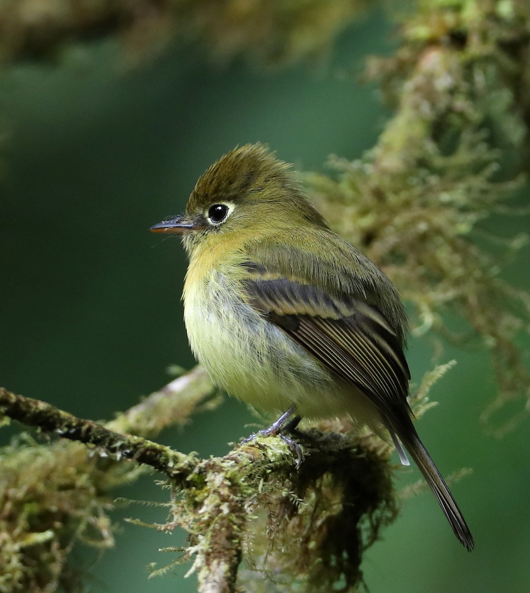 Yellowish Flycatcher - ML204445421