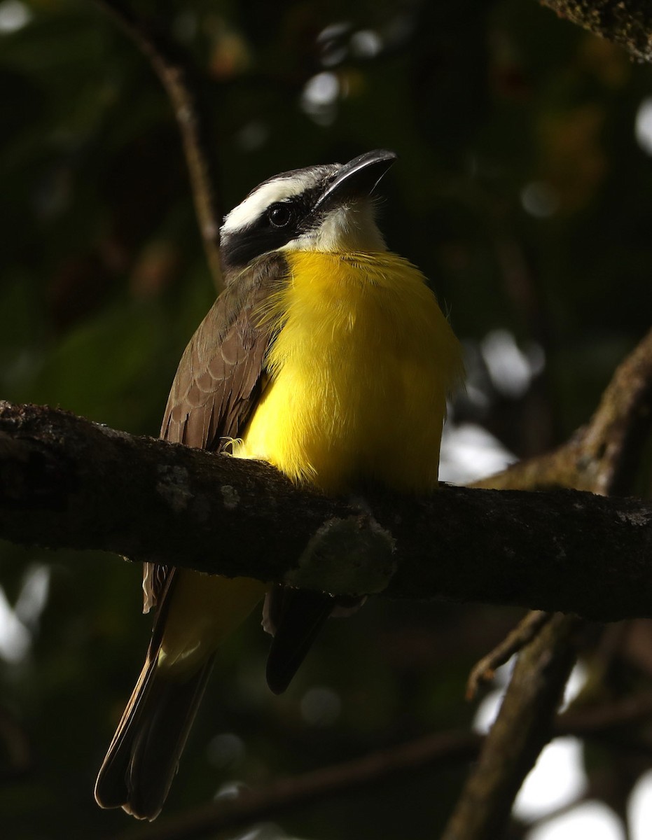 Boat-billed Flycatcher - ML204445531