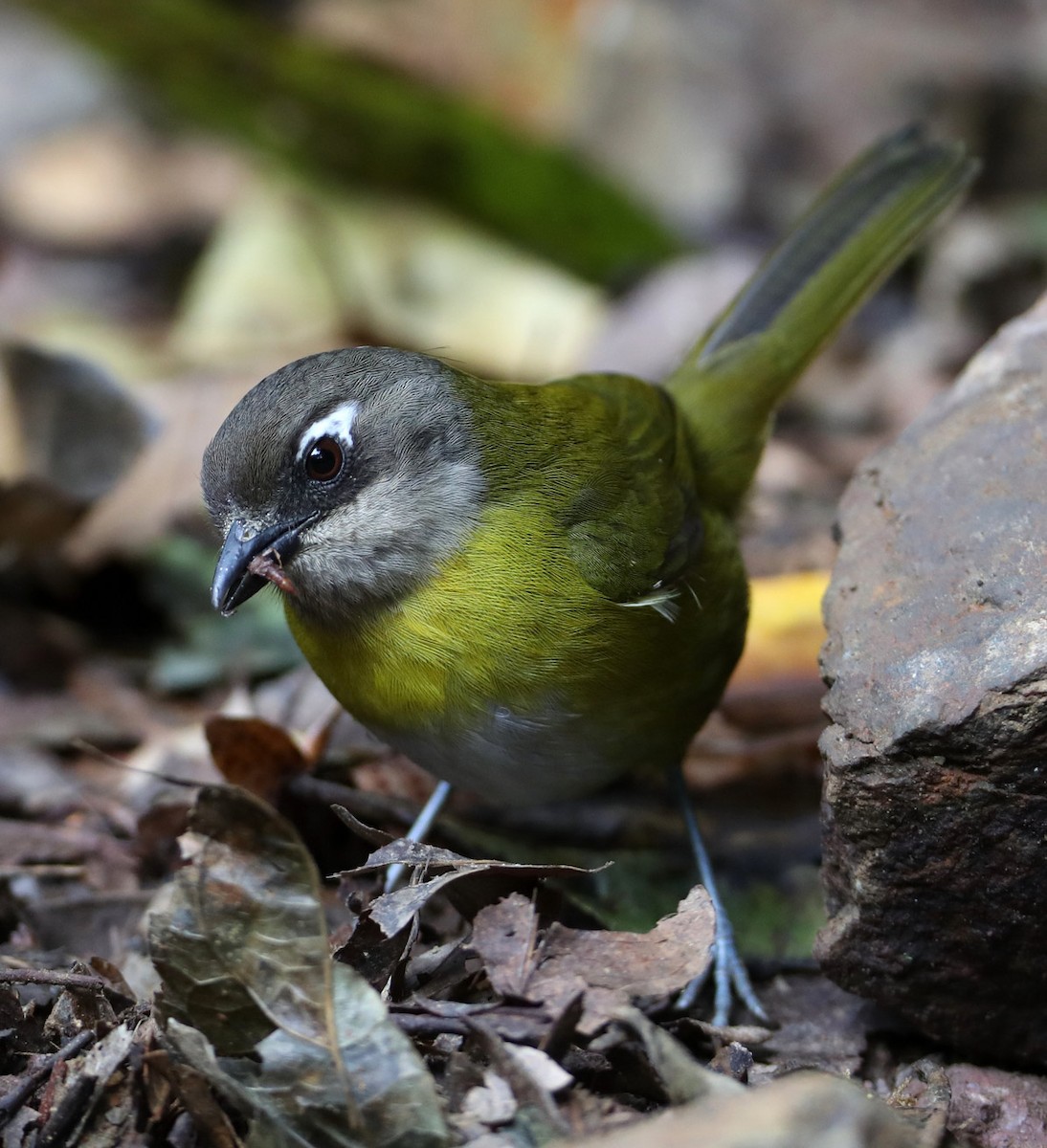 Common Chlorospingus - ML204445661