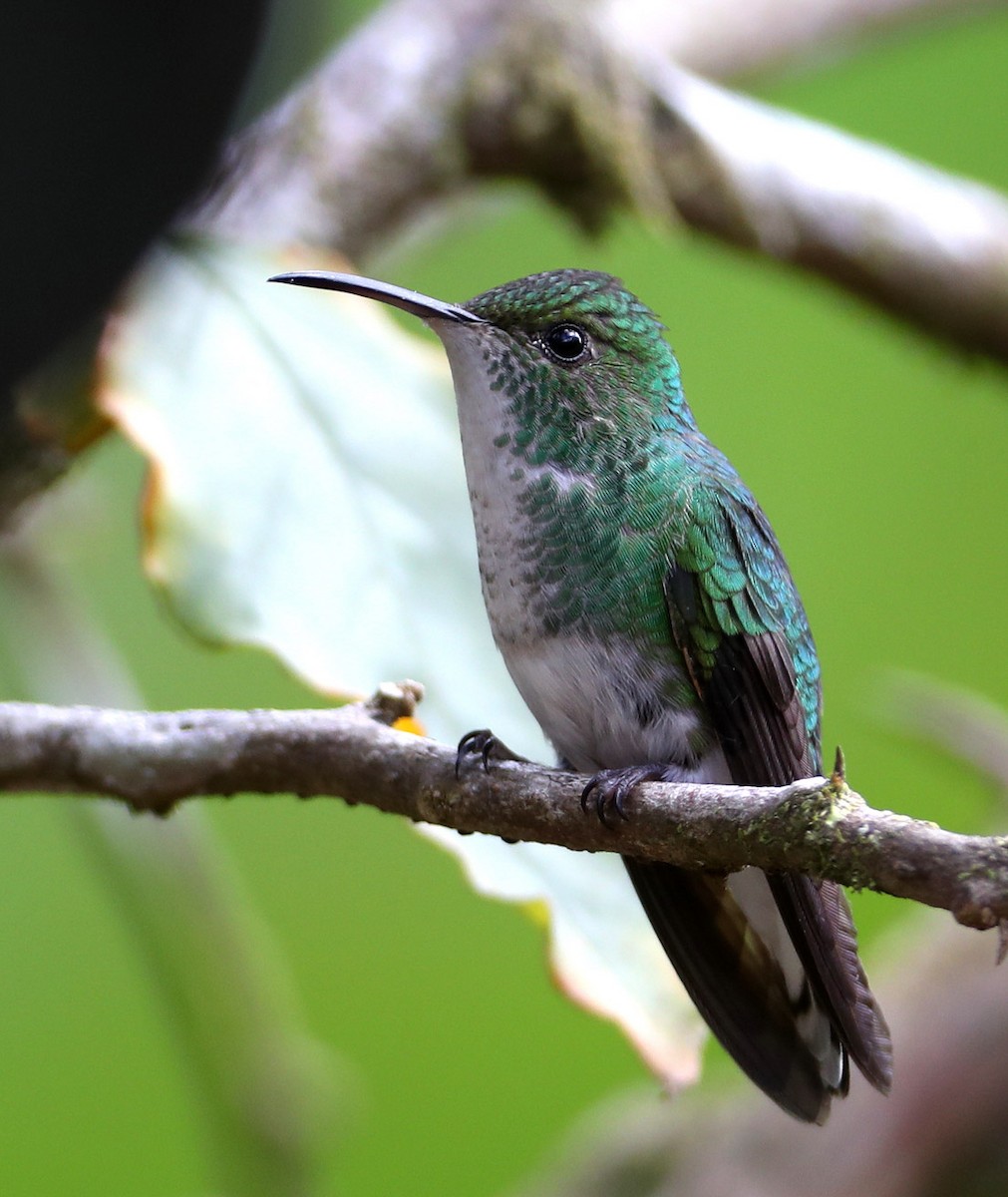 Coppery-headed Emerald - Hal and Kirsten Snyder