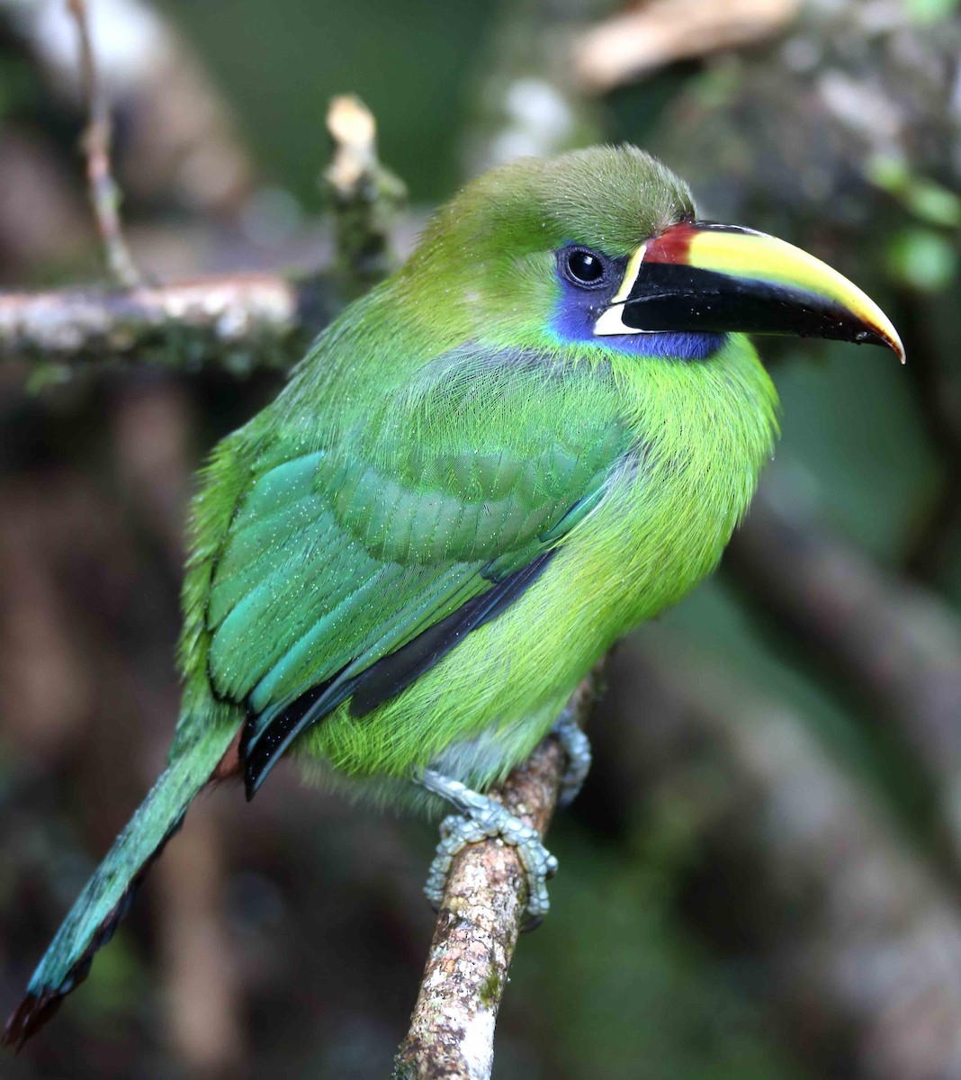 Northern Emerald-Toucanet (Blue-throated) - ML204445751