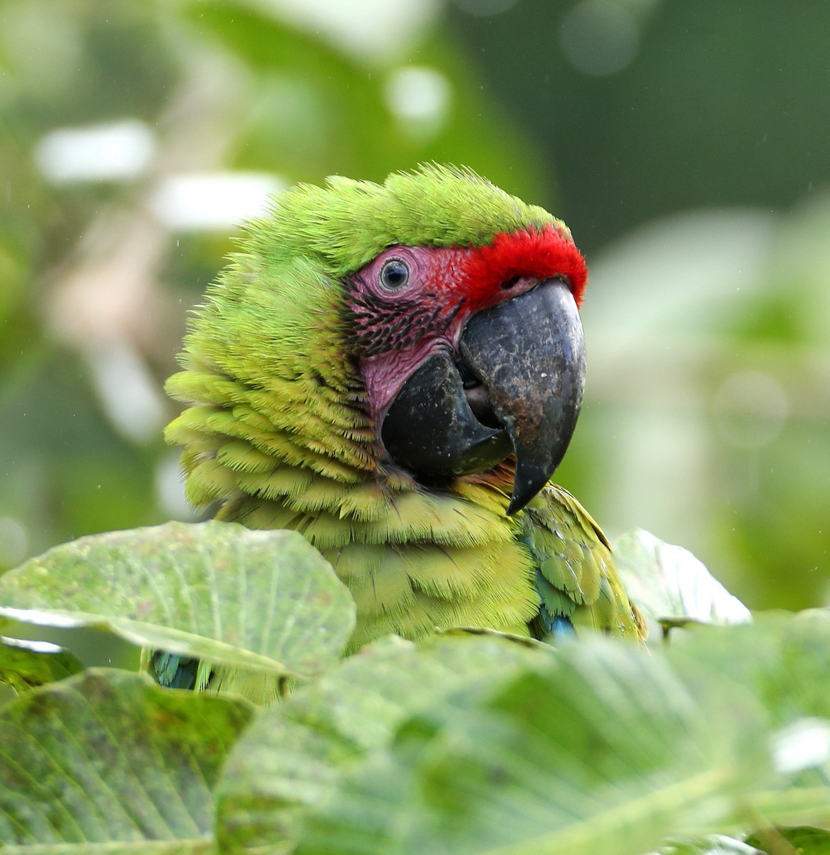 Great Green Macaw - ML204445881