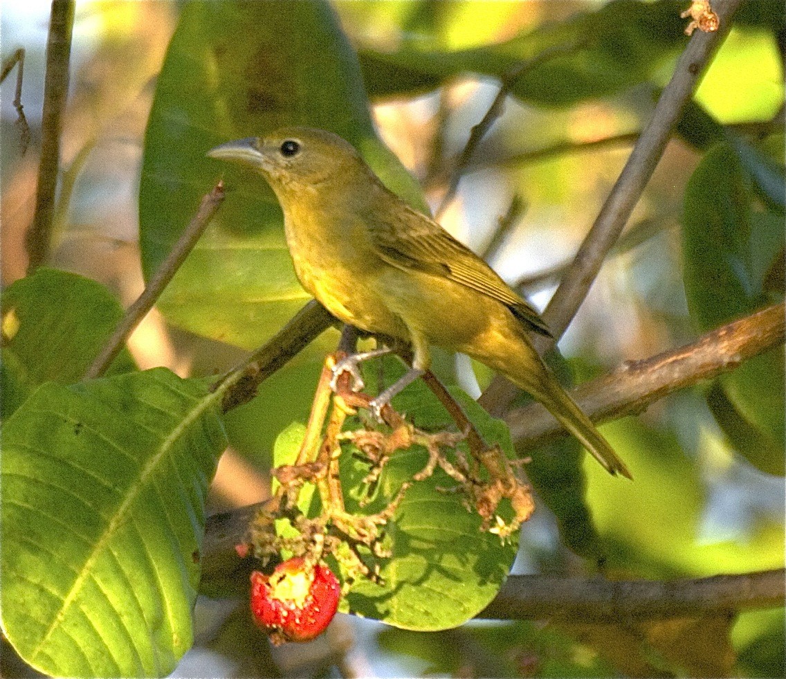 Summer Tanager - ML204446061