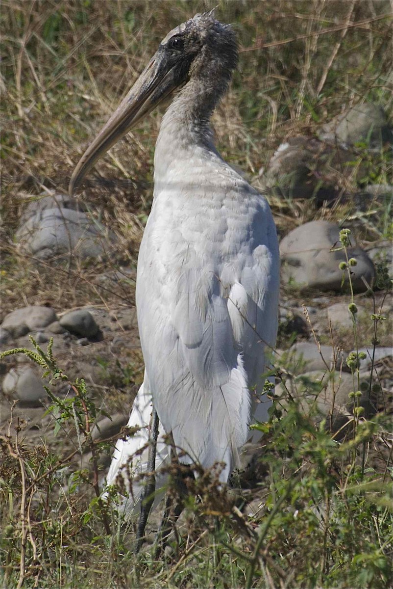 Wood Stork - ML204446081