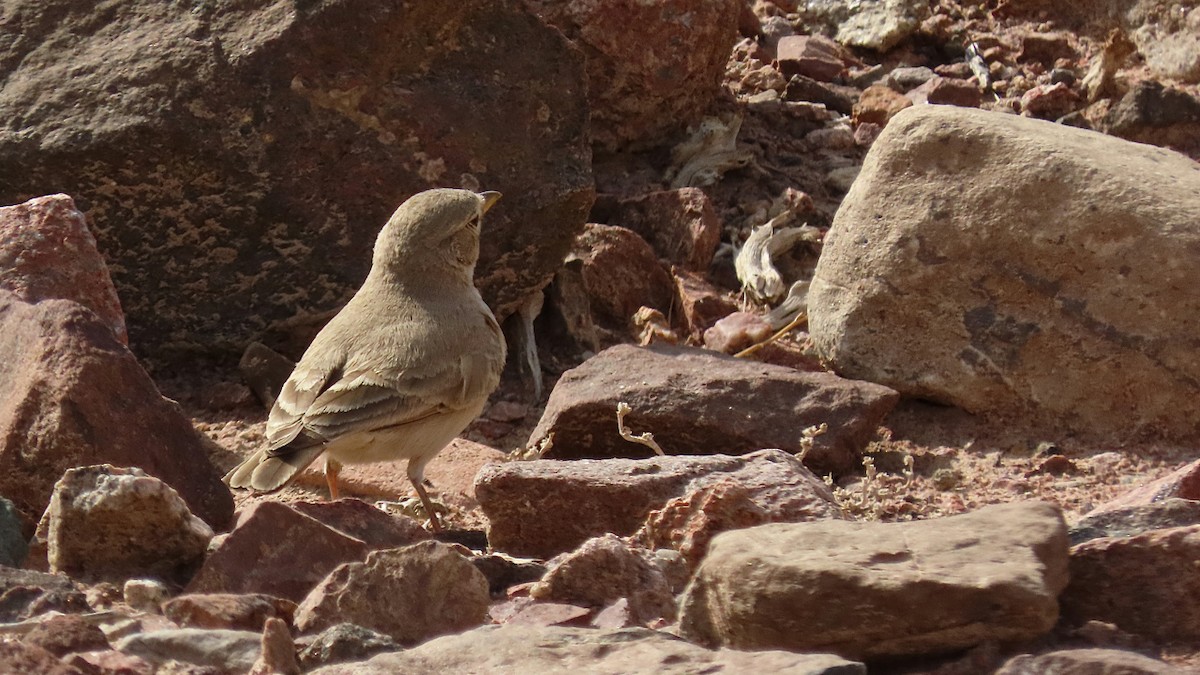 Desert Lark - ML204447021