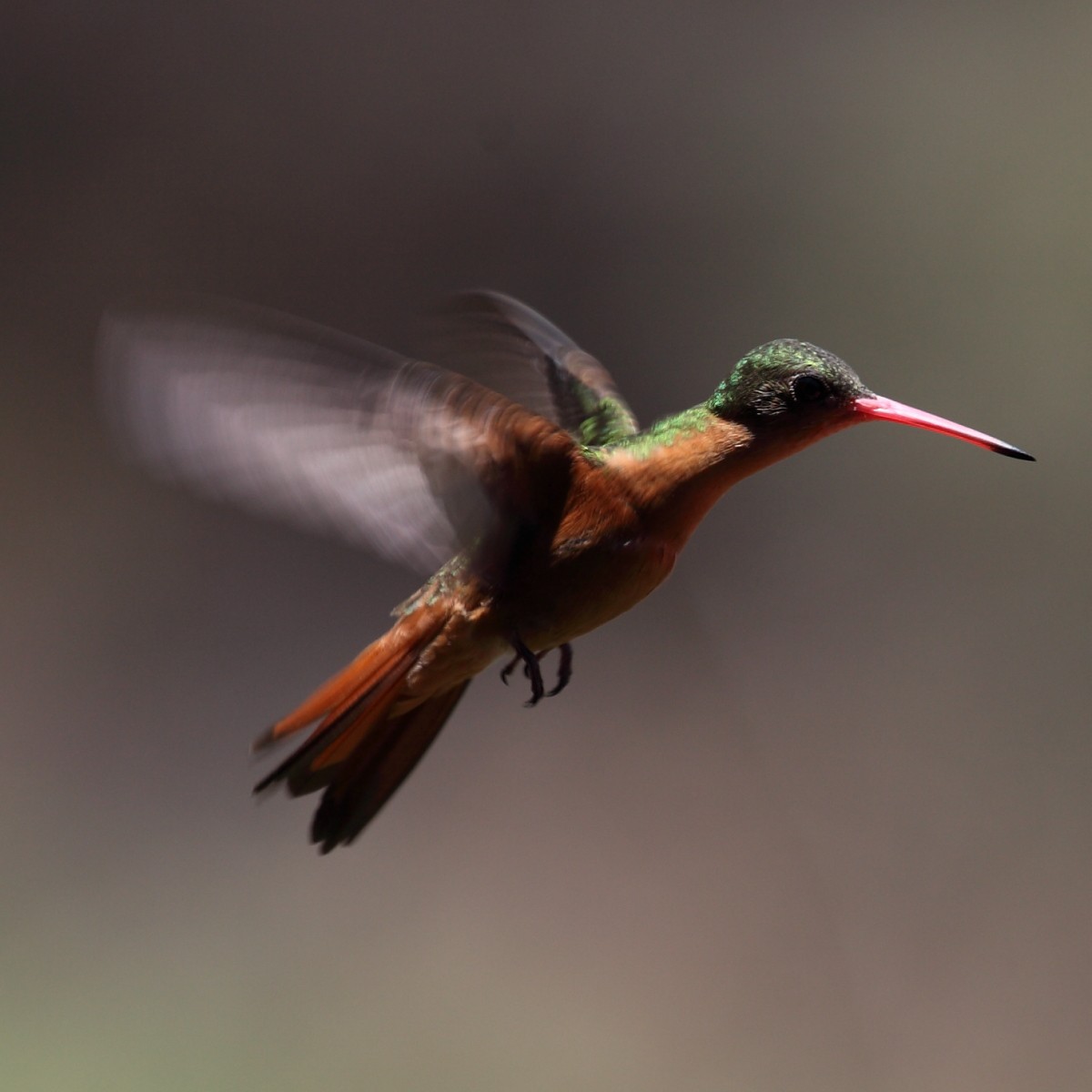 kolibřík ryšavý - ML204447081