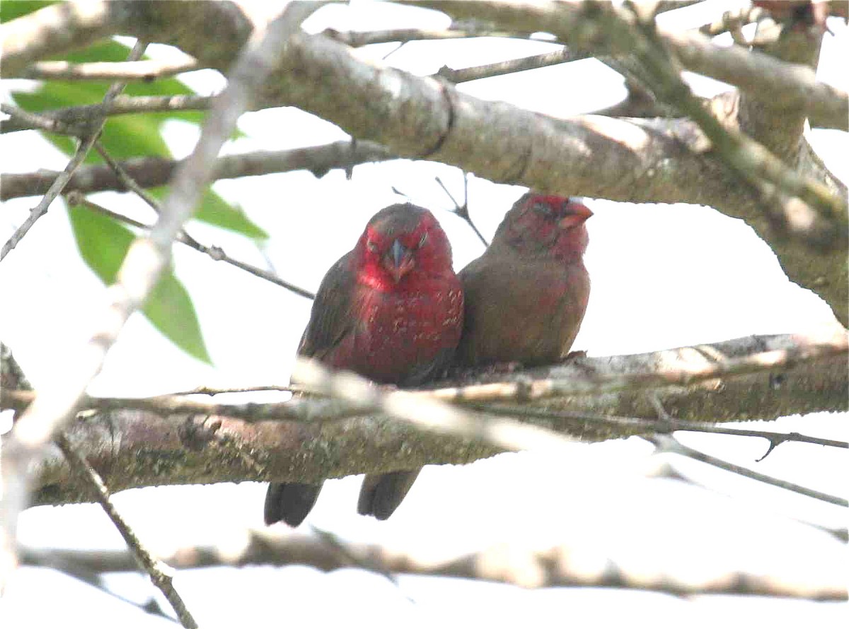 Bar-breasted Firefinch - ML204447701