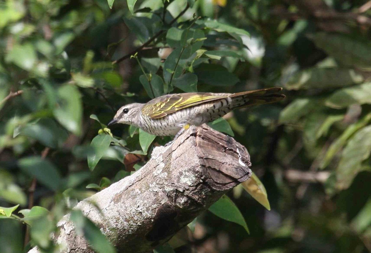 Red-shouldered Cuckooshrike - Ken Havard