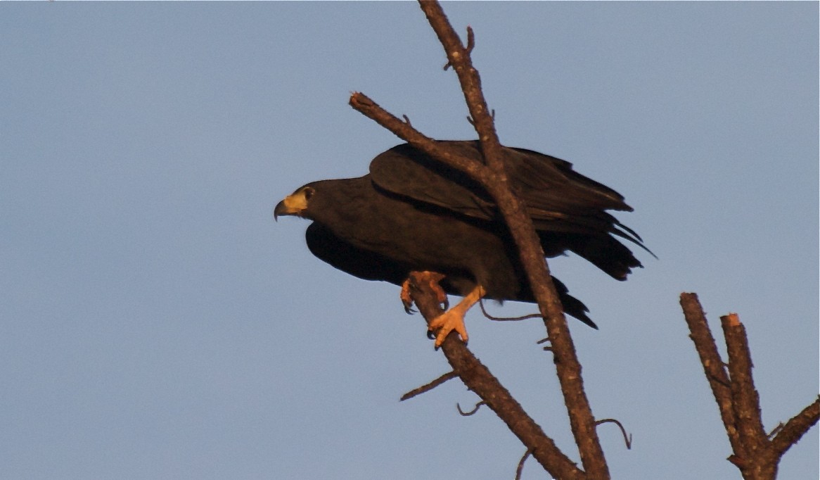 Solitary Eagle - ML204448231