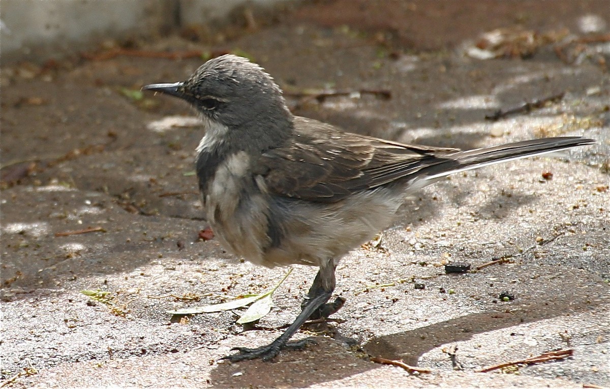 Cape Wagtail - ML204448261