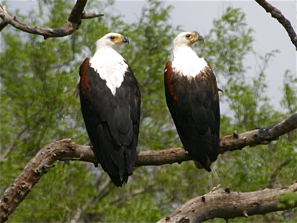 African Fish-Eagle - ML204448311
