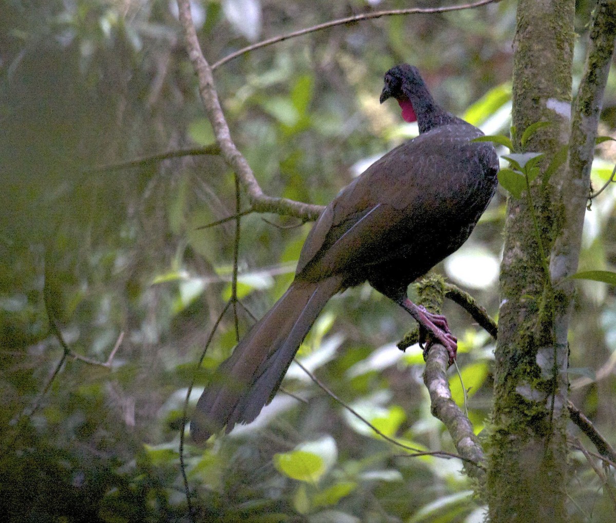 Cauca Guan - ML204448601