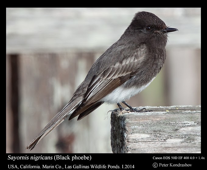 Black Phoebe - Peter Kondrashov