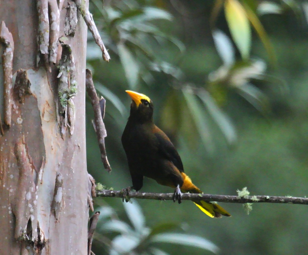 Russet-backed Oropendola (Russet-backed) - Ken Havard