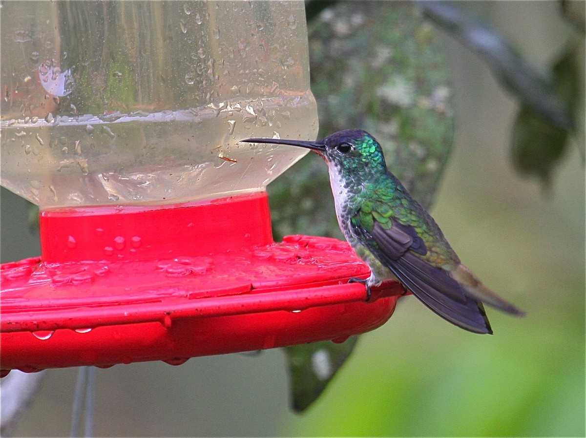 kolibřík andský - ML204448941