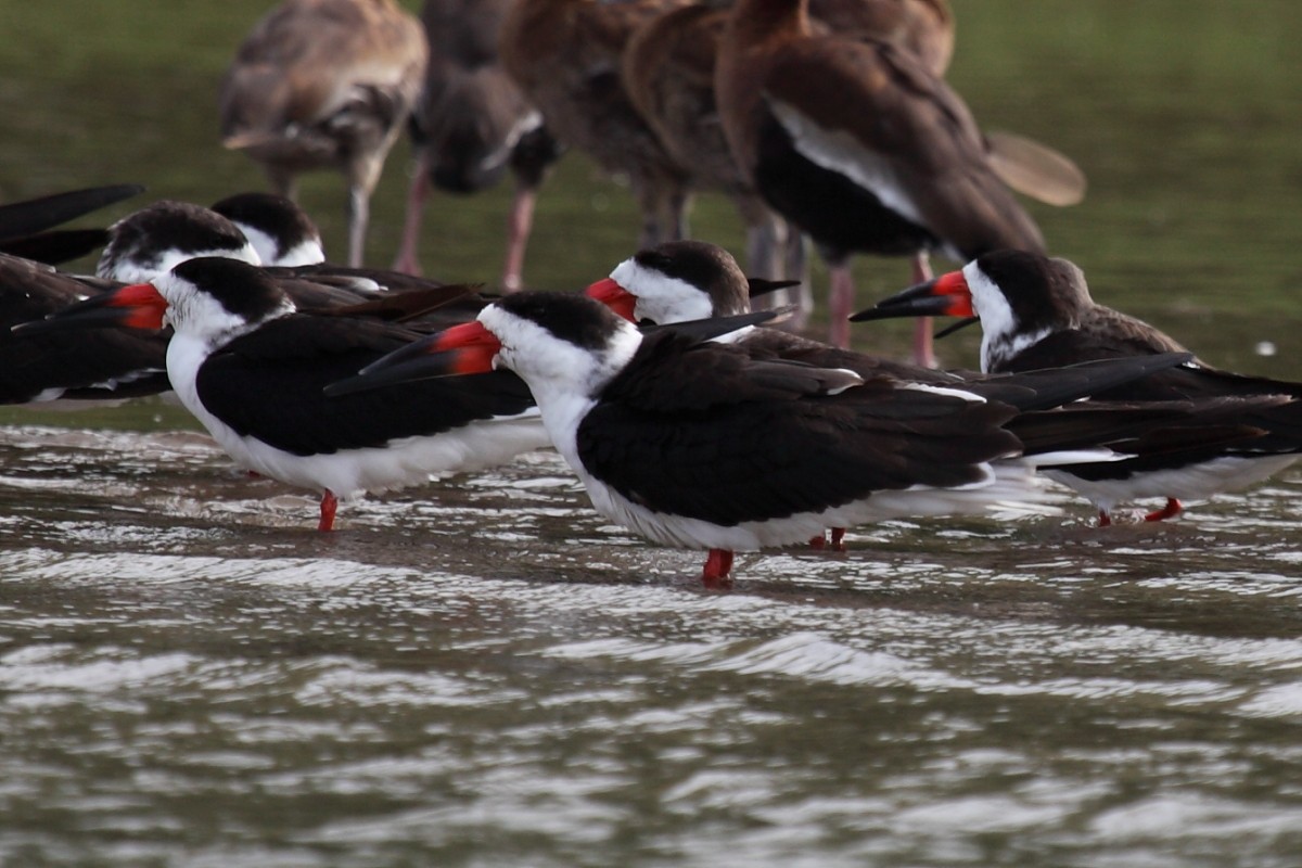 Black Skimmer - ML204449561