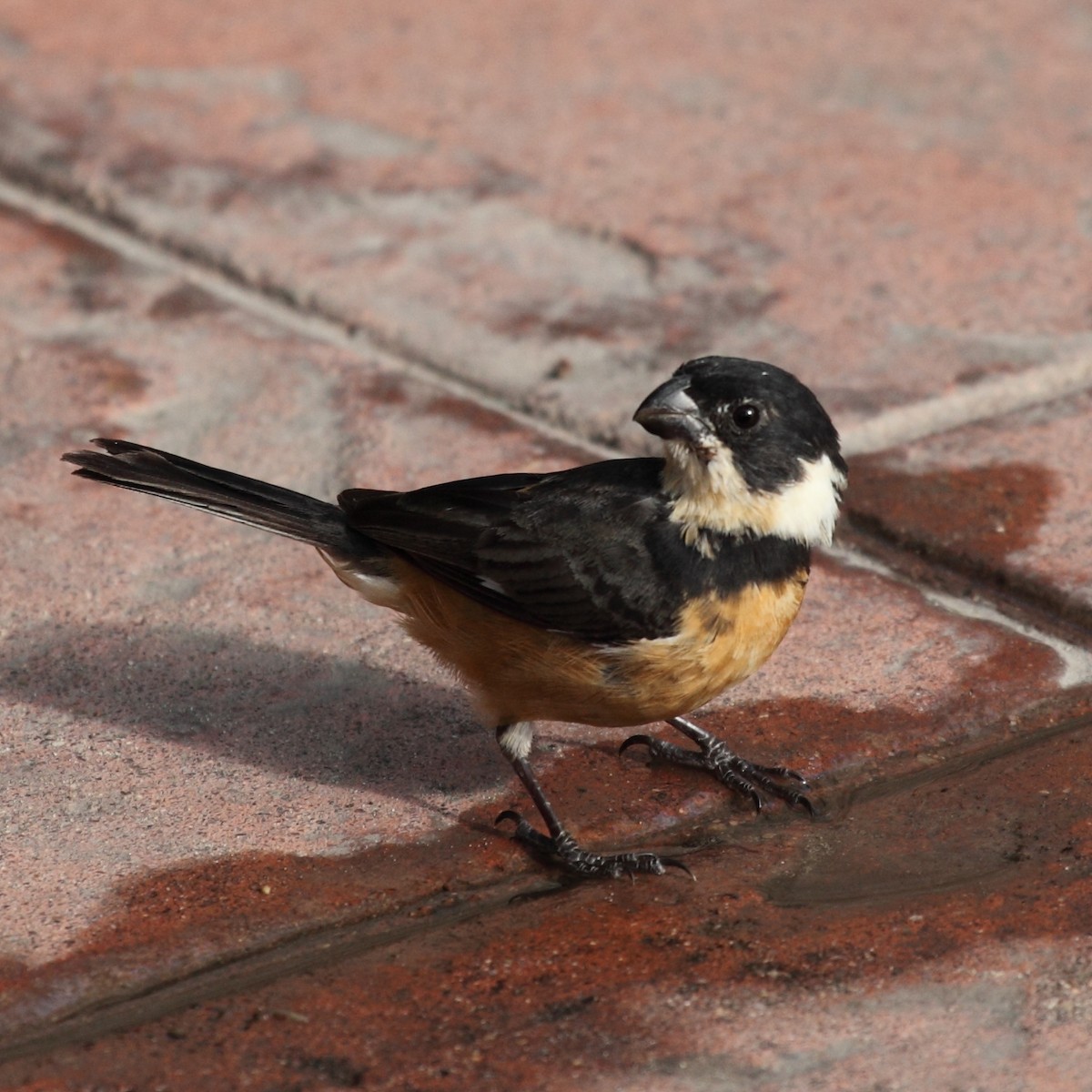 Cinnamon-rumped Seedeater - Jim Bachman