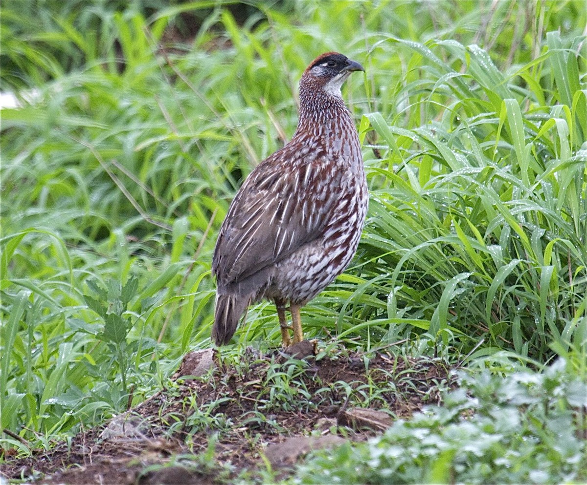 Erckel's Spurfowl - ML204450991