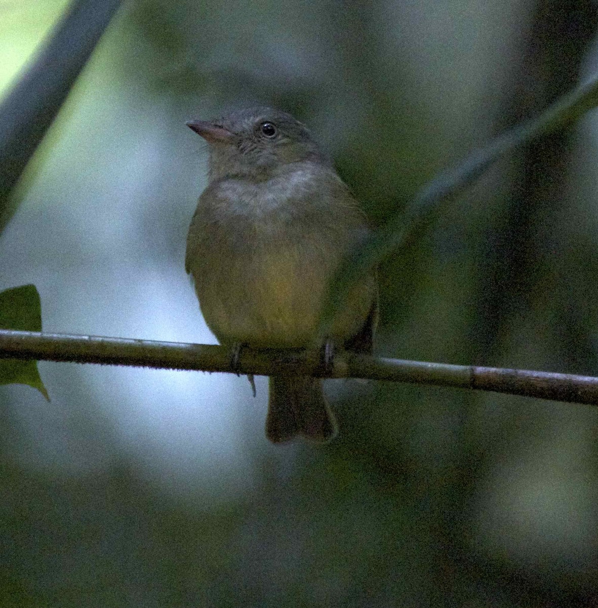 Wied's Tyrant-Manakin - ML204451121