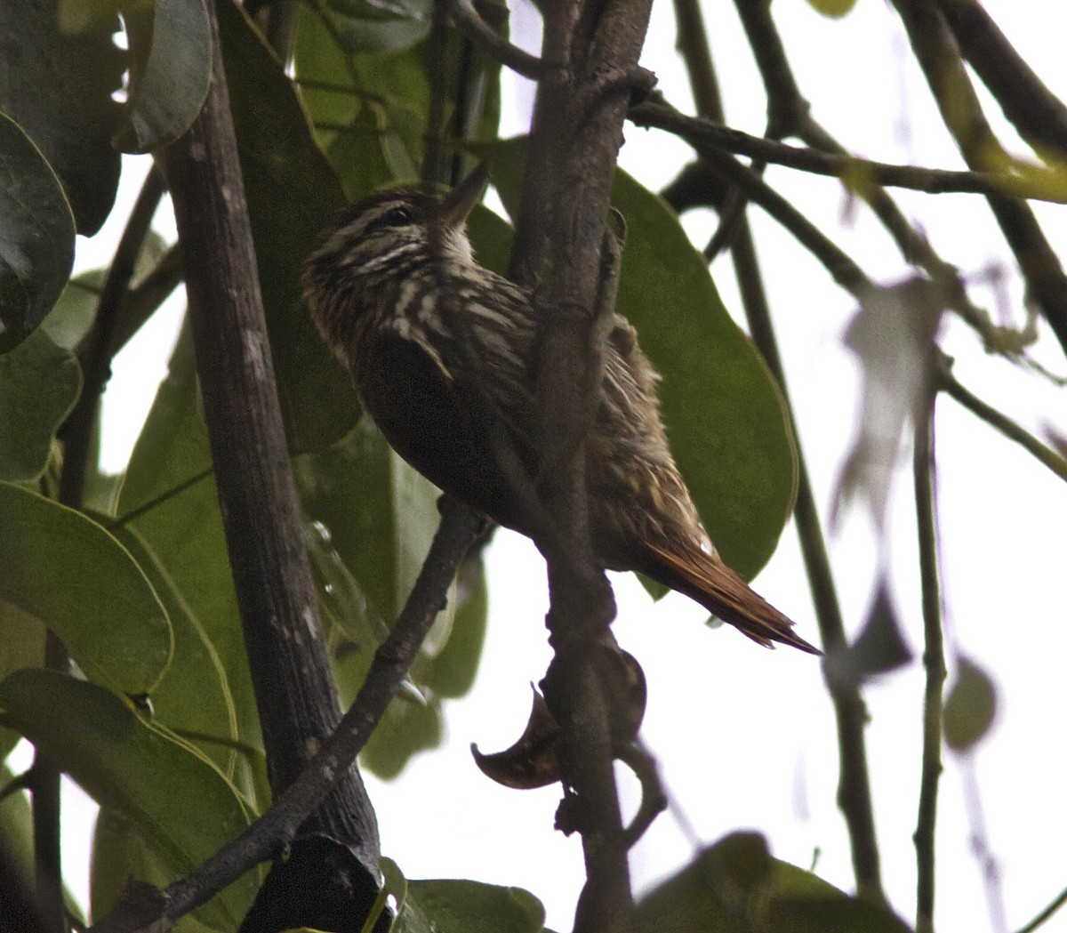 Streaked Xenops - ML204451371