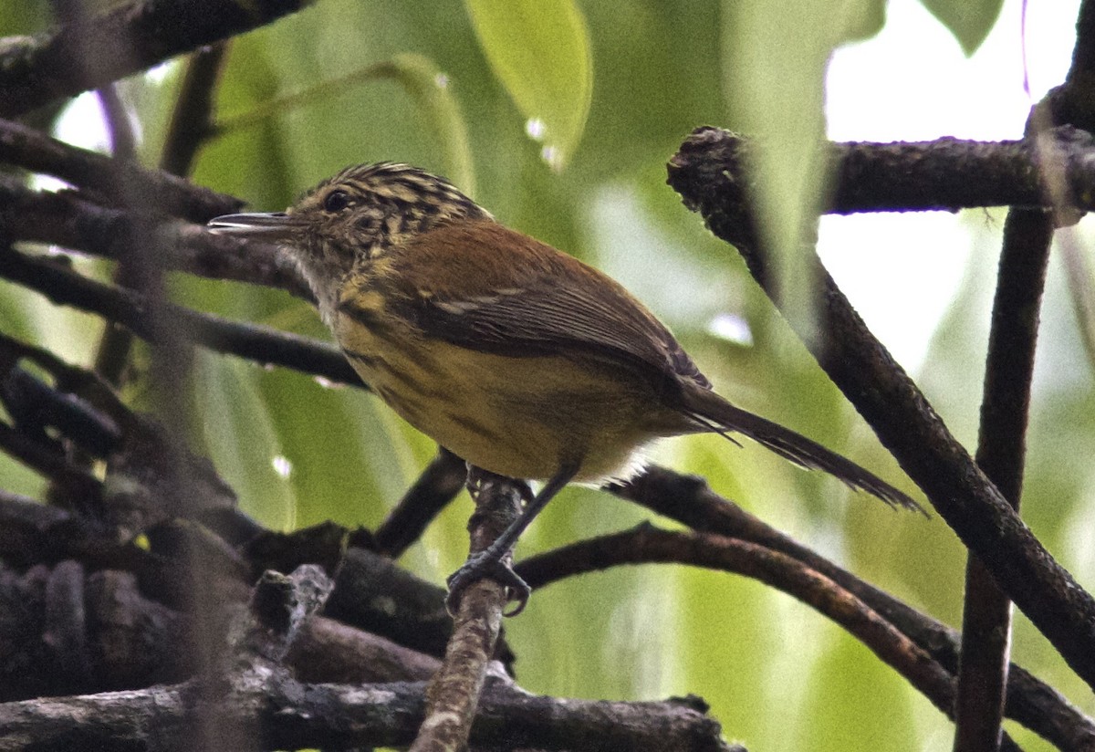 Streak-capped Antwren - ML204451391