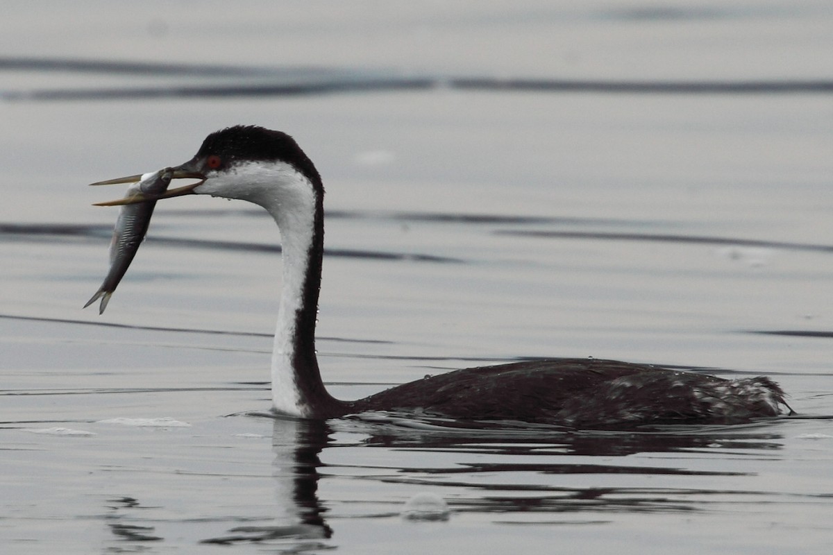 Western Grebe - ML204452231