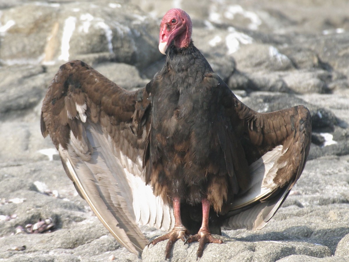 Turkey Vulture - ML204452701