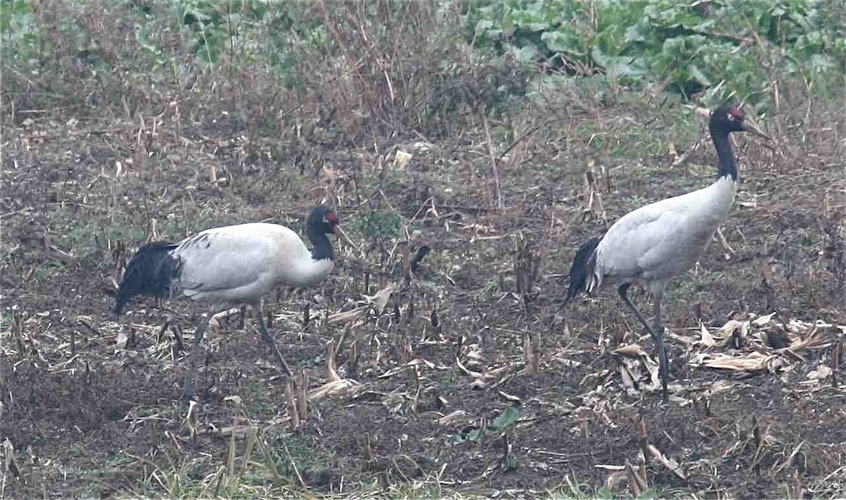 Black-necked Crane - Ken Havard