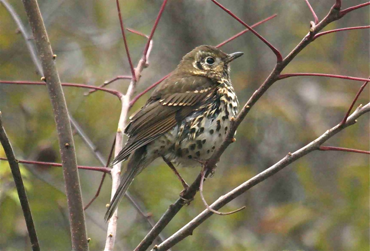 Chinese Thrush - Ken Havard