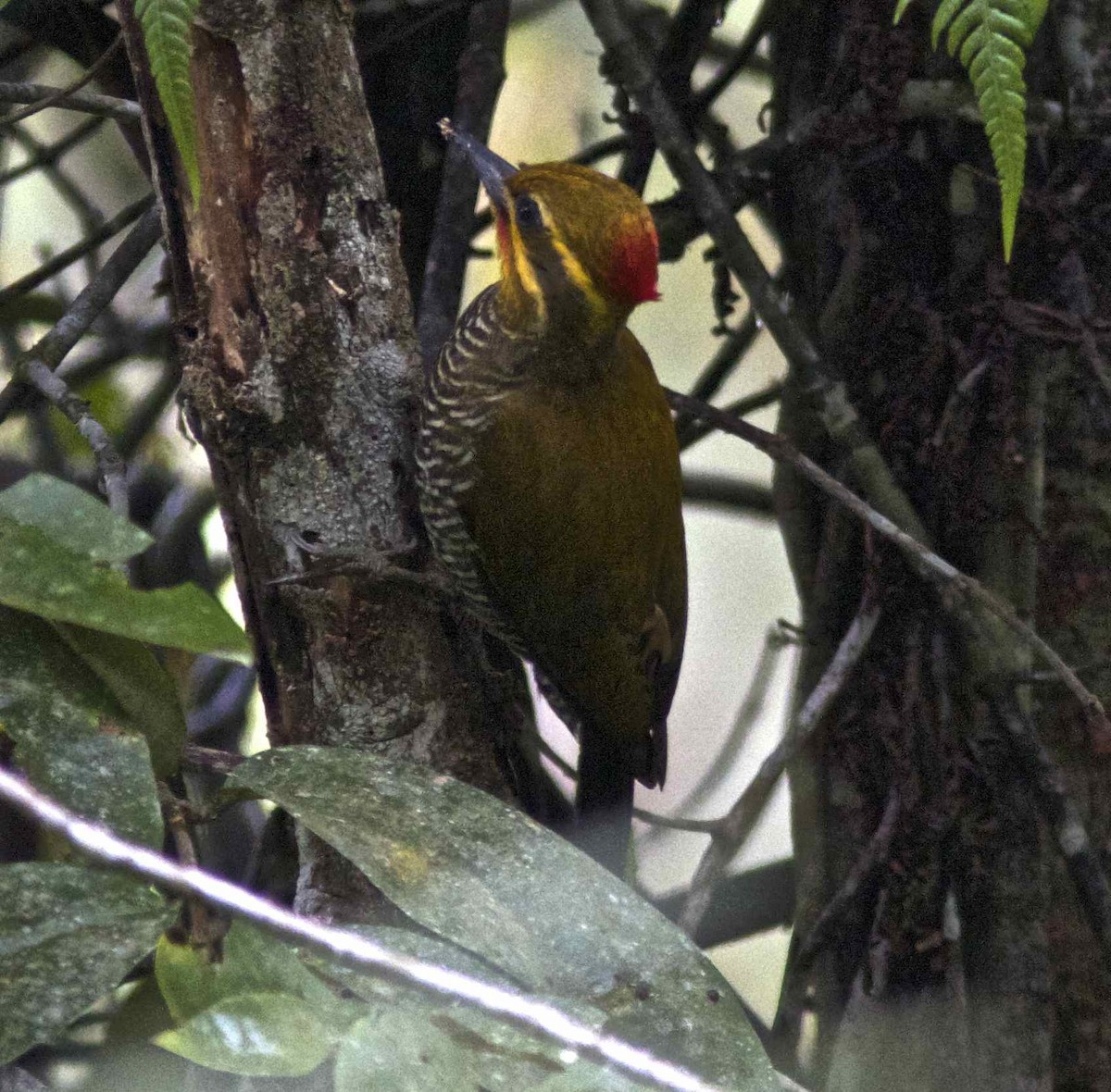 White-browed Woodpecker - ML204453191