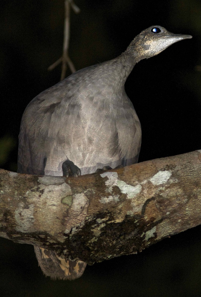 Solitary Tinamou - ML204453351