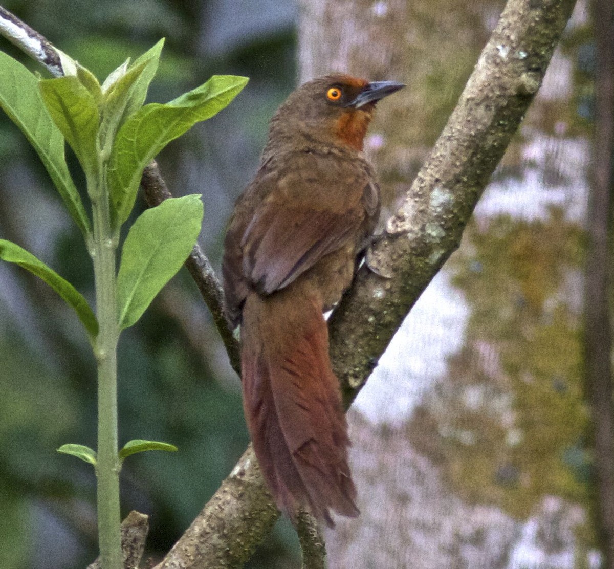 Orange-eyed Thornbird - Ken Havard