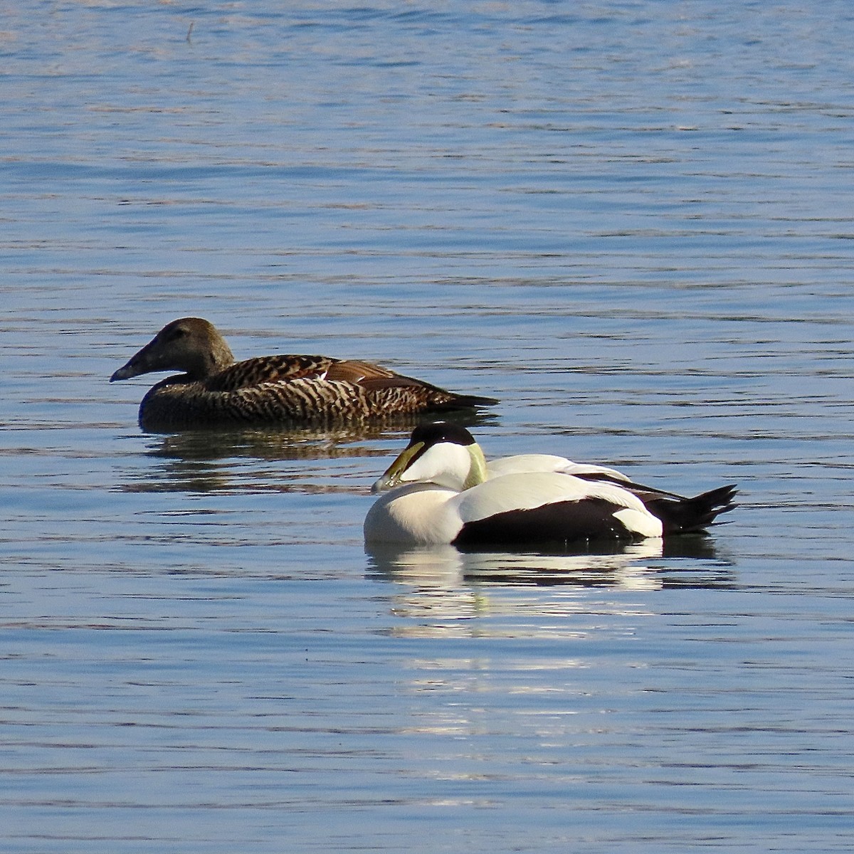 Eider à duvet (mollissima) - ML204453781