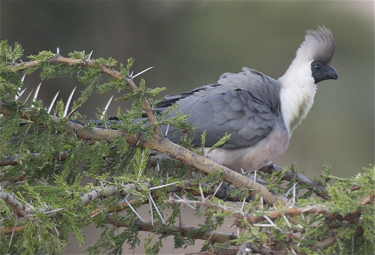 Bare-faced Go-away-bird (Black-faced) - Ken Havard