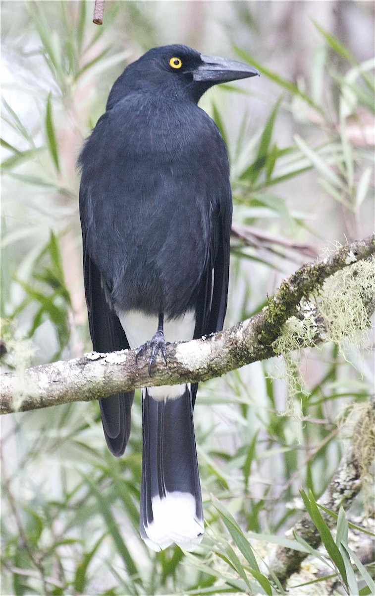 Pied Currawong - ML204455531