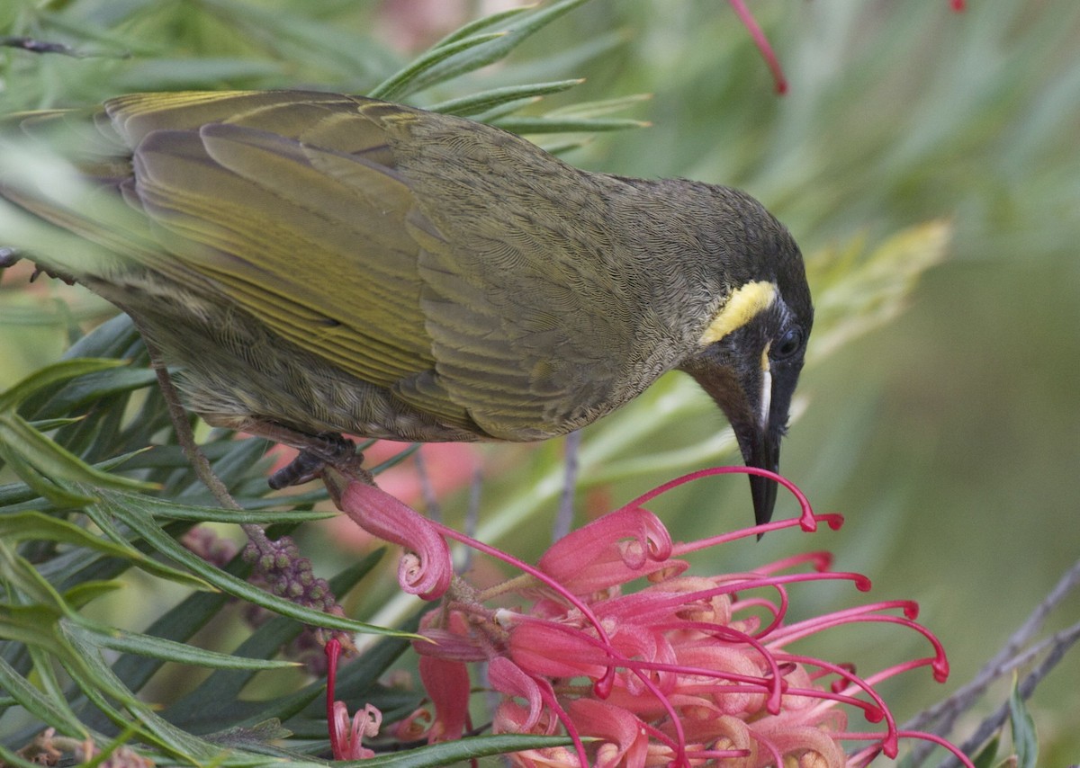 Lewin's Honeyeater - ML204455541