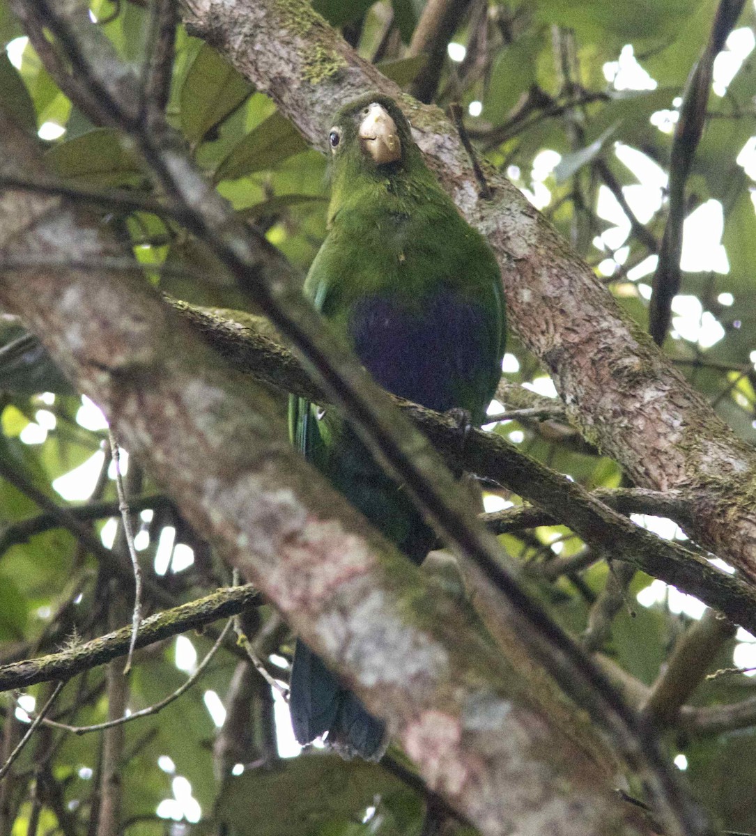 Blue-bellied Parrot - ML204456061