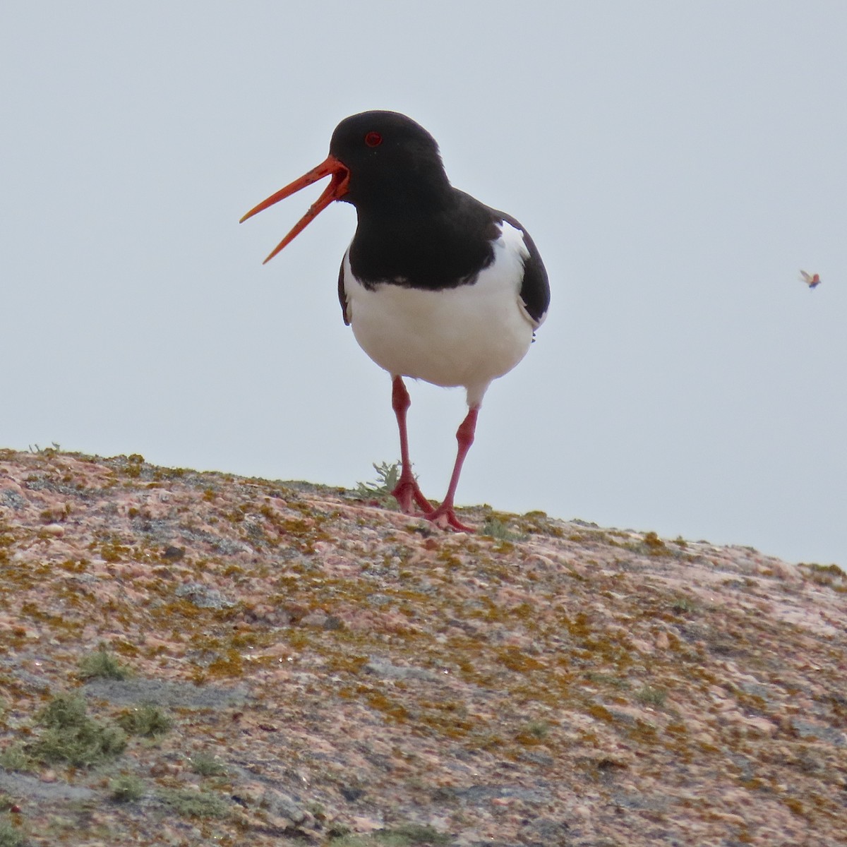 Eurasian Oystercatcher (Western) - Erkki Lehtovirta