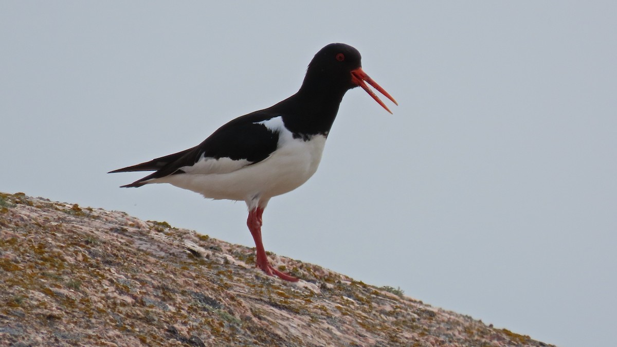 Eurasian Oystercatcher (Western) - Erkki Lehtovirta