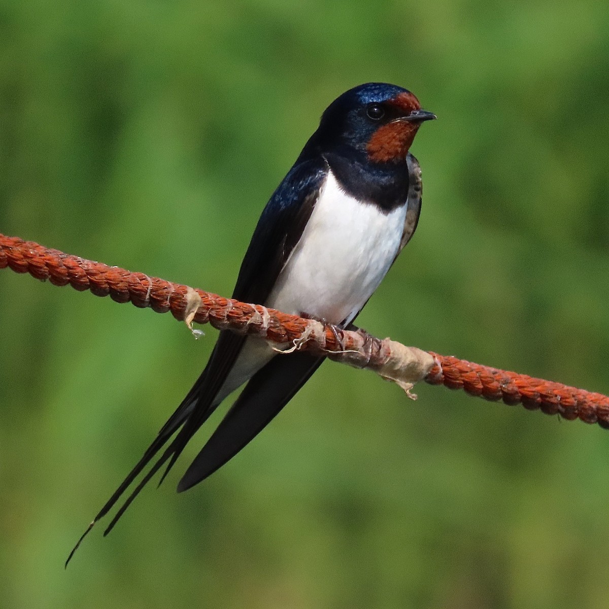 Barn Swallow (White-bellied) - ML204456581