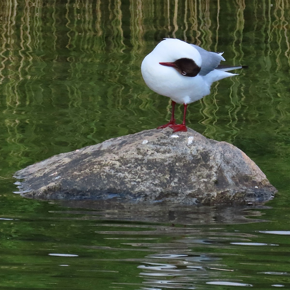 Black-headed Gull - Erkki Lehtovirta