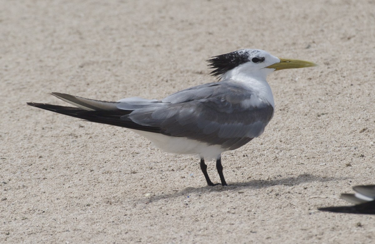 Great Crested Tern - Ken Havard