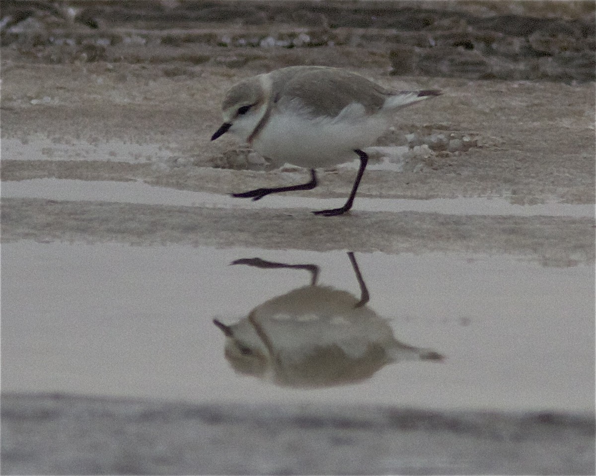 Chestnut-banded Plover - Ken Havard