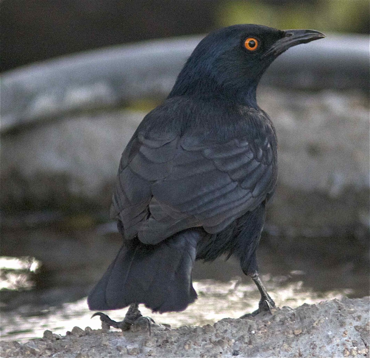 Pale-winged Starling - ML204458111